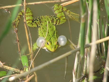These amphibians demonstrate hybridization, hemiclonal inheritance