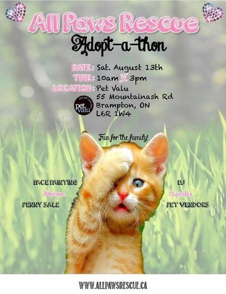 What s Happening In AUGUST! Bottle Feeding Workshop All Paws Rescue is pleased to offer our first bottle feeding and orphan kitten care workshop on Thursday August 4/16.