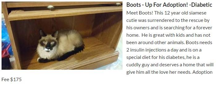 Featured Pet for August! Meet Boots! This 12 year old Siamese cutie was surrendered to the Rescue by his owners and is now searching for a forever home.