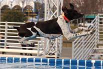 Power of Promotion News Flash THE WORLD DOG GAMES SPORTING SPECTACULAR WILL AIR ON CHANNEL 7 OVER SUMMER!