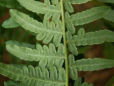 Weed of the month... This month featuring: - Bracken Fern - Description: The Bracken Fern plant sends up large, triangular fronds from a wide-creeping underground rootstock, and may form dense thickets.