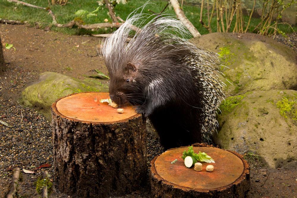 North American Porcupines are herbivores (plant-eaters) who