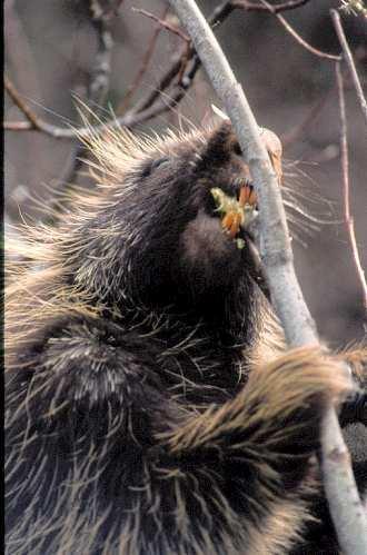 The North American Porcupine is about 29 inches long plus a short tail that is eight