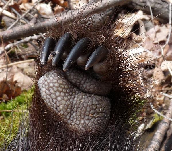 Like all rodents, the porcupine's front top teeth continue to grow throughout its life.