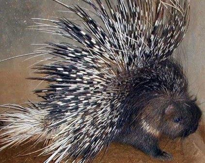 The quills are usually held flat against the porcupine's body.