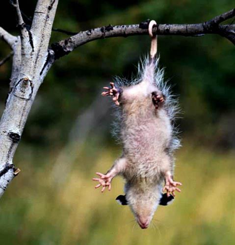 Opossums are nocturnal.