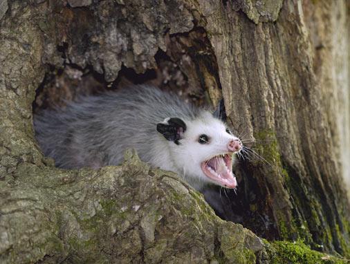 The opossum is about 2.5 feet long, including its foot-long, hairless, grasping tail.