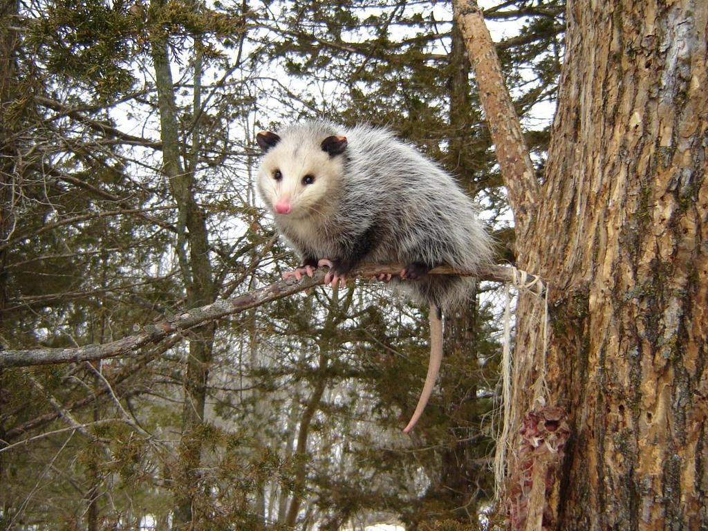 The opossum is an omnivore (eating both plants and animals).