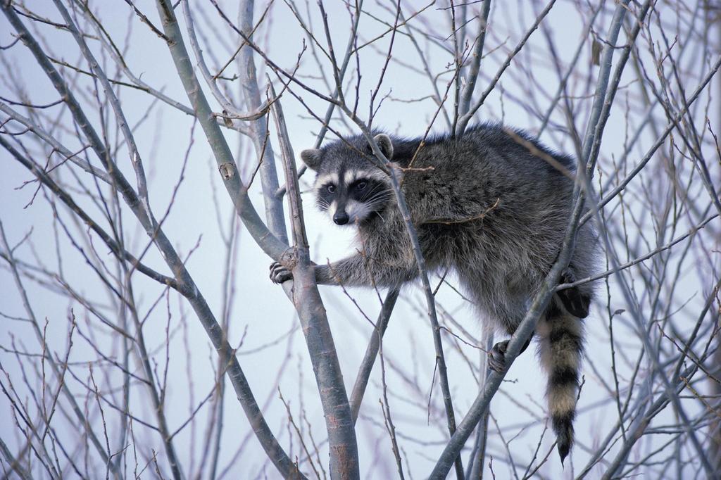 Raccoons are small, very adaptable mammals from North and South America.