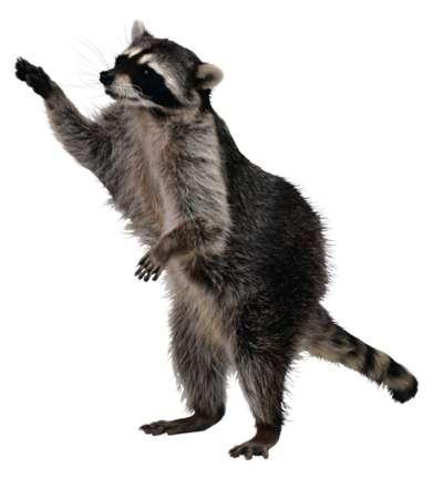 Raccoons have distinctive black patches around their