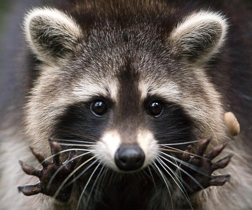 Newborn raccoons do not have black eye patches or a ringed tail; these develop after a few days.