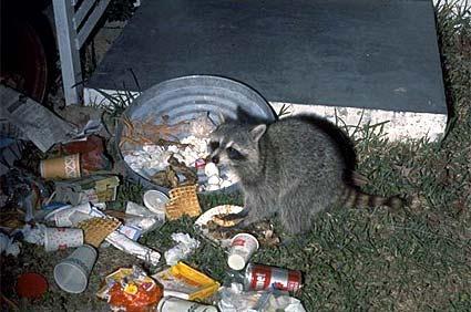 Raccoons are omnivores; they will eat almost anything, including frogs,