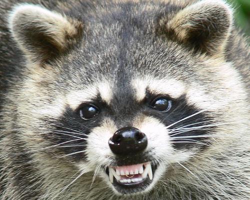 Raccoons find much of their food in water.