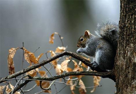 Squirrels are common rodents that have hairy tails and