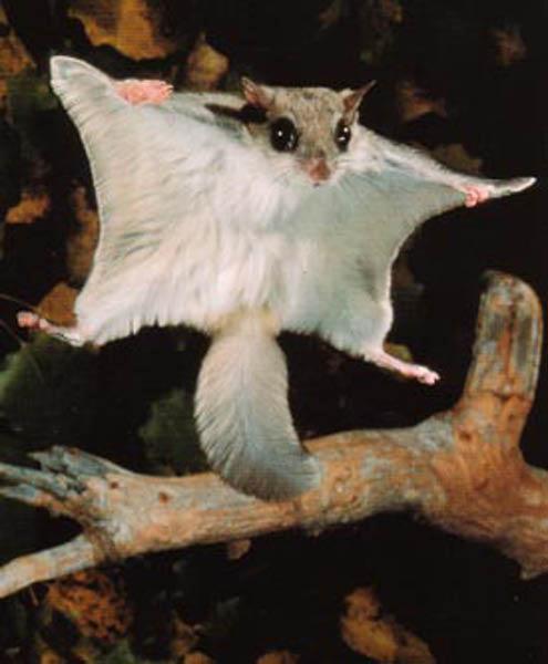 There are three types of squirrels: tree squirrels (with bushy tails), ground squirrels (with a non-bushy tail), and flying squirrels (who cannot really fly, but can glide up to 150 feet using a flap