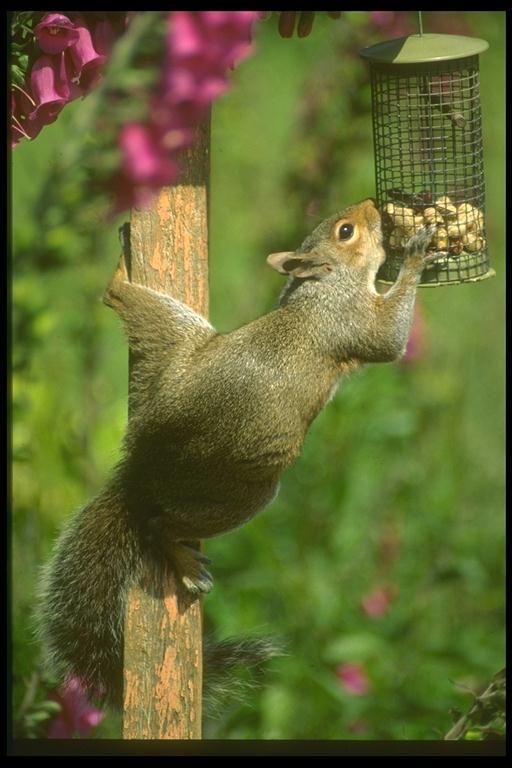 Squirrels range in size from 5 to 36