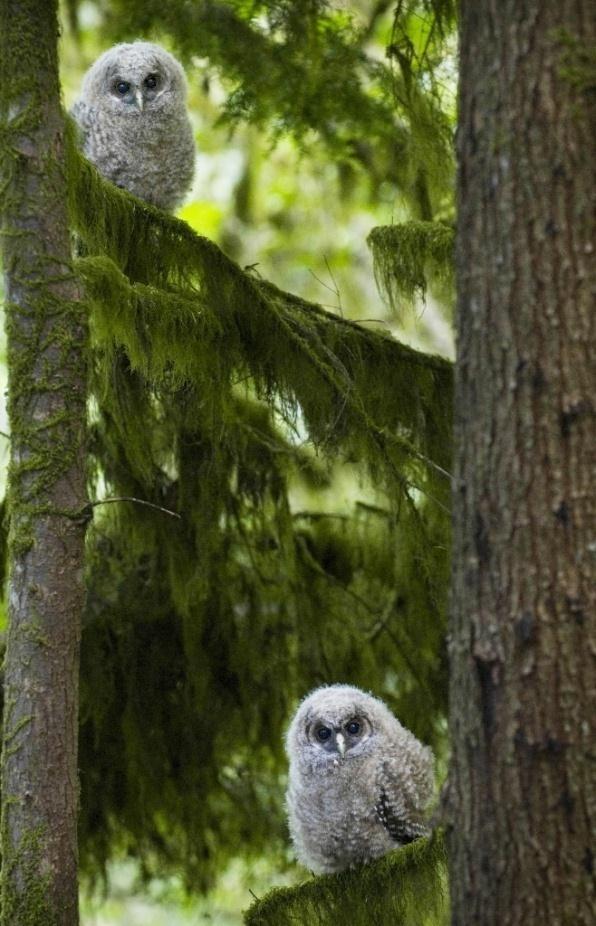 Owls are excellent hunters. An owl waits on a low tree branch until it spots an animal it wants.