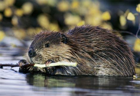 The beaver is a large, semi aquatic rodent with a large flattened tail.