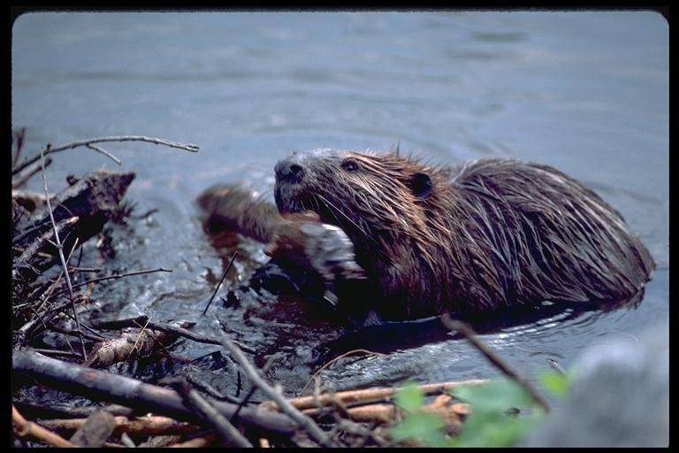 The beaver can swim underwater for up to 15 minutes. Young beavers are called kits.