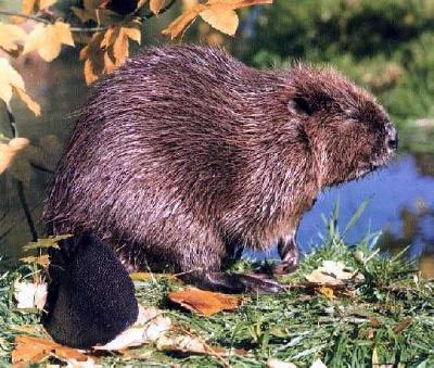 Beavers are about three feet long. Their flat, thick tail is about one foot long. They weigh 30-70 pounds. Like all rodents, their teeth continue to grow their entire lives.