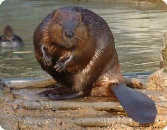 Beavers are herbivores (plant-eaters).