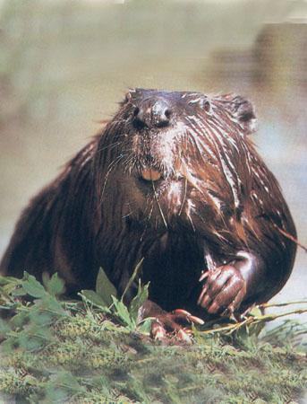The beaver is hunted by many animals, including coyotes, wolves, bears, lynxes, and wolverines.