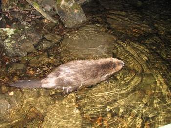Beavers create rich habitats for other