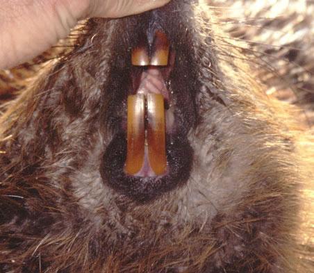 Beavers have sharp, renewable, self-sharpening