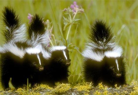 Skunks are the smelliest mammals.