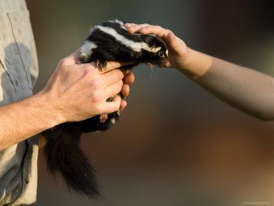 Wild skunks are black and white, but the patterns