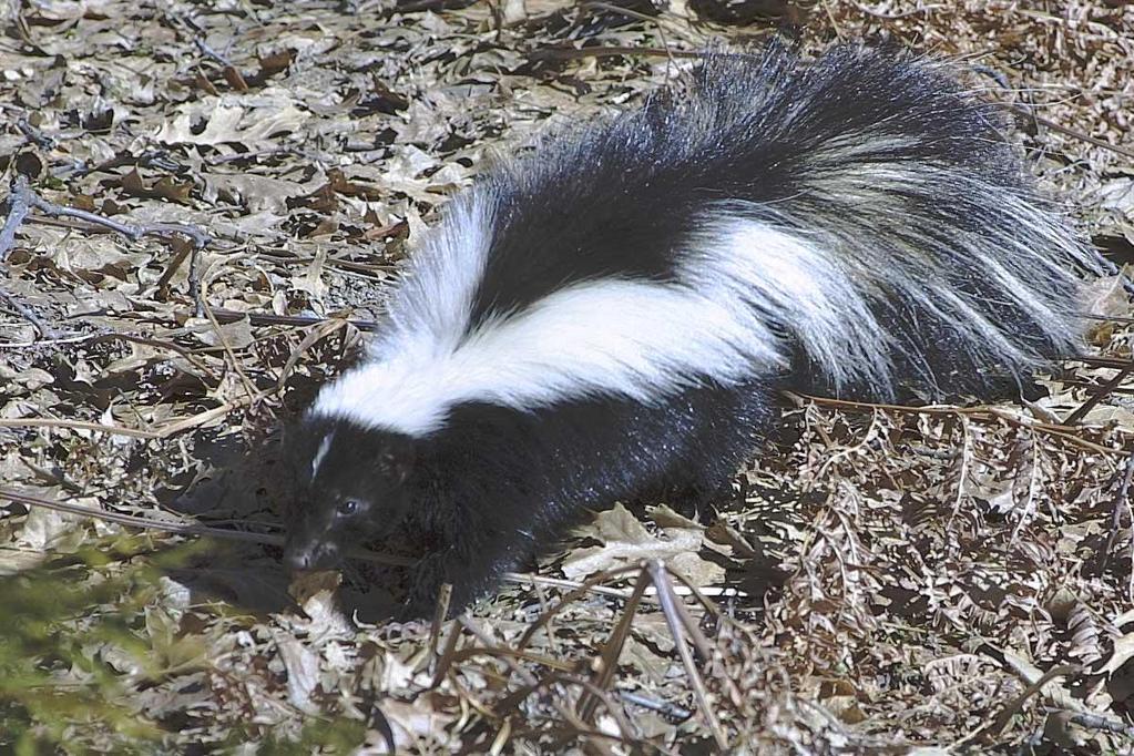 Skunks are omnivores; they