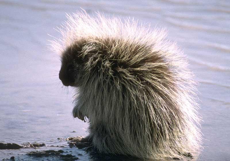 Porcupines are nocturnal, which means they are active mostly at night.
