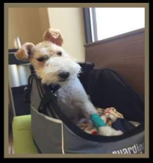 On April 8, Felix went to Chicago for a consultation with oncologist Dr. Looper at Chicago Veterinary Cancer Center. We were given options for his nasal tumor and prognosis.
