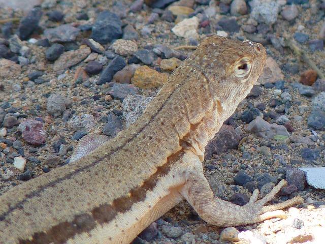 lizards Lizards are small cold-blooded reptiles that have a long tail, eyelids, and usually have four legs with five toes on each foot.