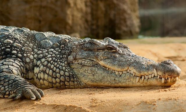 crocodiles Crocodiles are the largest reptiles. Reptiles have two special features; they are cold-blooded and are usually covered in scales.