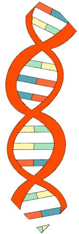 Whole Genome Sequencing Reads the entire DNA sequence (genome) of the dog Chromosome Whole genome sequencing (WGS)