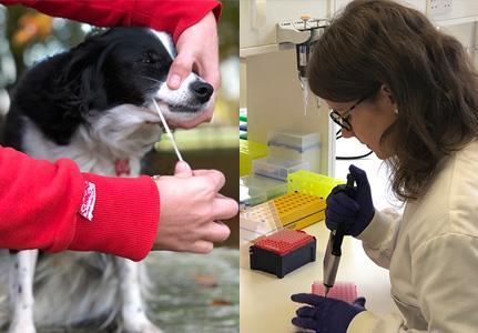 Canine Genetics at AHT The broad aim of the Canine Genetics Research group at the Animal Health Trust is to investigate the genetic basis of important inherited diseases in dogs and identify genetic
