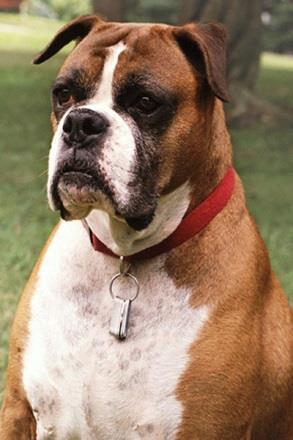 Canine Reference Genome In 2004 the Canine Genome Sequencing Project produced a highquality draft sequence of a female boxer named Tasha, known as CanFam1.
