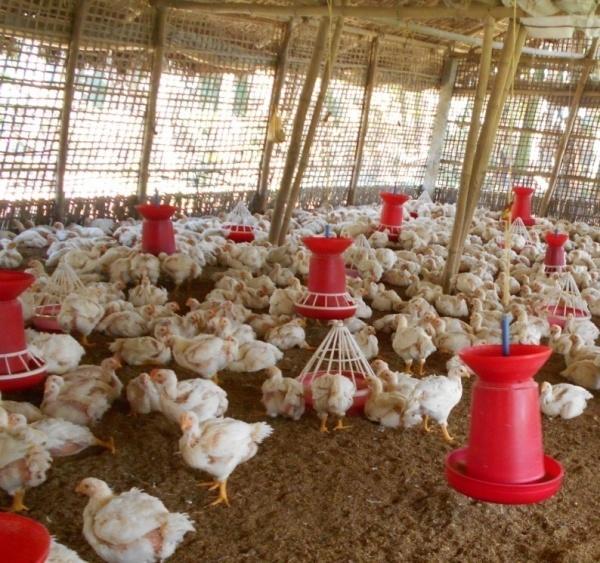 Results and Discussion Personal interview of the farmers who had school education upto a maximum of class X standard and were associated with broiler farming without any prior training revealed that
