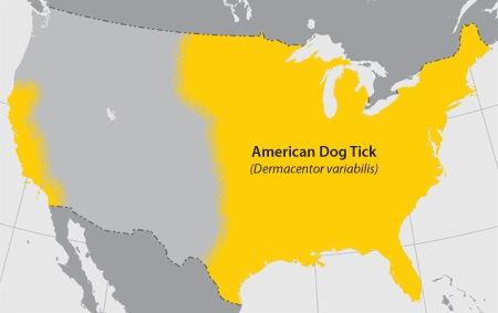 American dog tick (Dermacentor variabilis) American dog tick (Dermacentor variabilis) is the most commonly identified species responsible for transmitting Rickettsia