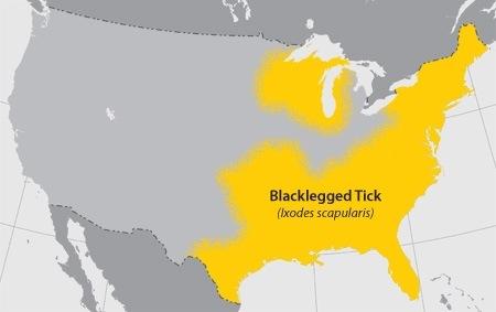Blacklegged tick (Ixodes scapularis) The blacklegged tick (Ixodes scapularis), commonly known as a "deer tick", can transmit the organisms responsible for anaplasmosis, babesiosis, and Lyme disease.