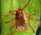 Brown dog tick (Rhipicephalus sanguineus) The brown dog tick (Rhipicephalus sanguineus) has recently been identified as a reservoir of R.