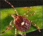 tularemia, and STARI. The lone star tick is primarily found in the southeastern and eastern United States.