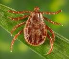 Adult ticks feed primarily on large mammals. Larvae and nymphs feed on small rodents.