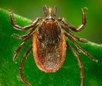 Western blacklegged tick (Ixodes pacificus) The western blacklegged tick (Ixodes pacificus) can transmit the organisms responsible for causing anaplasmosis and Lyme disease in humans.