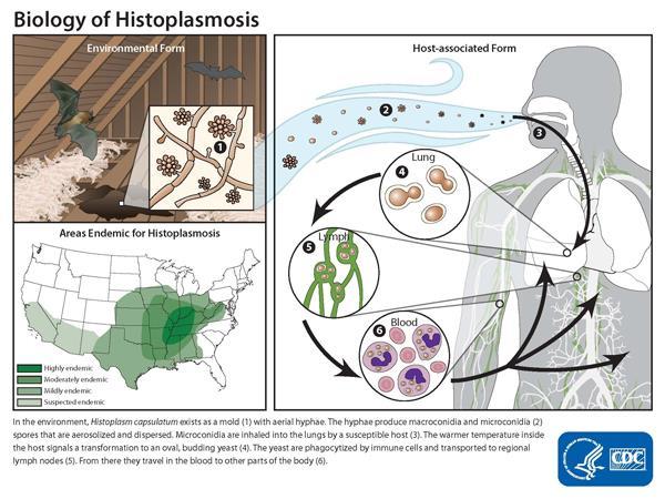 Histoplasmosis What: Fungus Who: Bat and Bird droppings How: Inhalation of spores When: 1-14 days Symptoms: