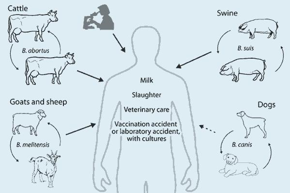 Brucellosis What: Bacterium Who: -Swine -Deer How: Direct and indirect contact When: 6-180