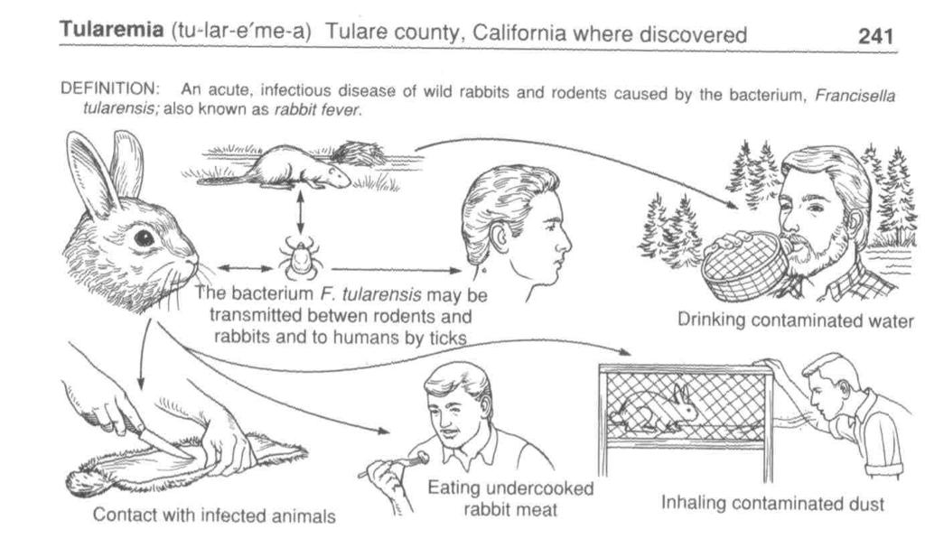 Tularemia What: Bacterium Who: -Rabbits and