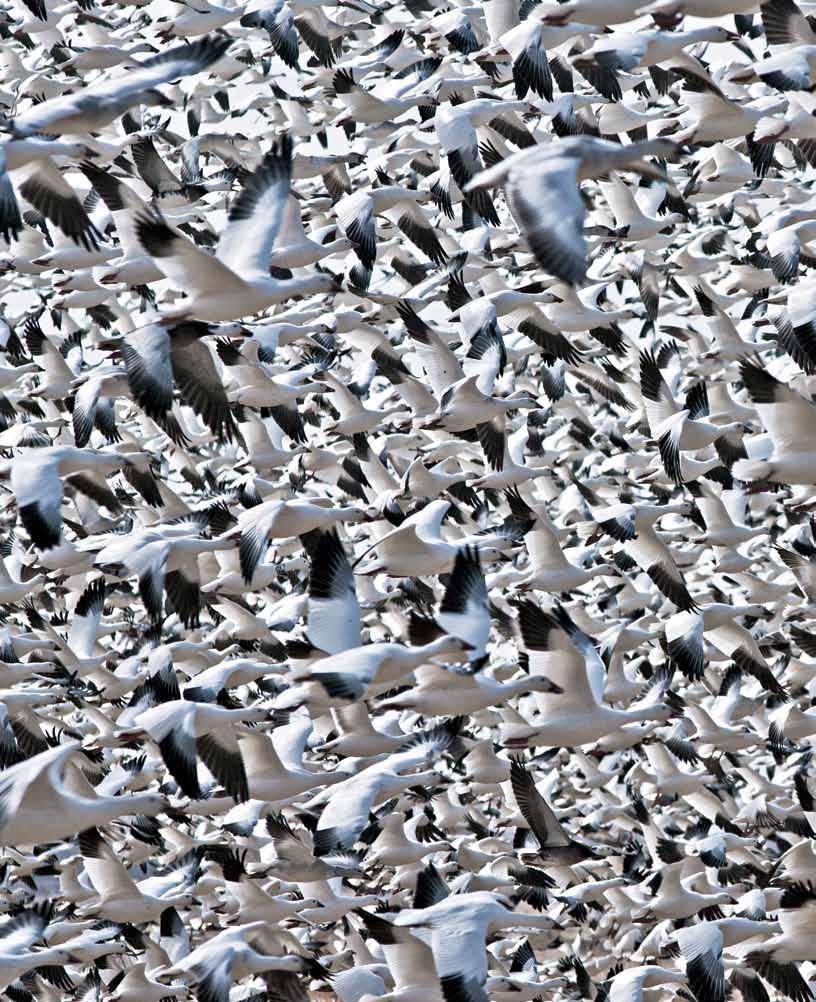 Waterfowl managers now believe that the continental lesser snow goose