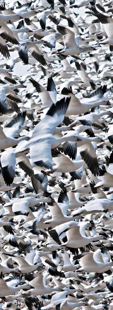 Light Goose Dilemma Despite increased harvests, populations of these Arctic-nesting geese continue to grow By Dale D. Humburg toddsteelephotoart.